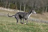 WHIPPET 339